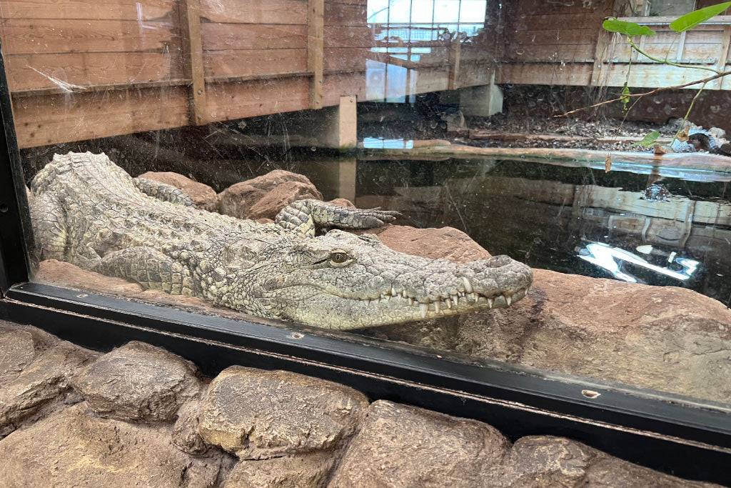 Nile crocodile