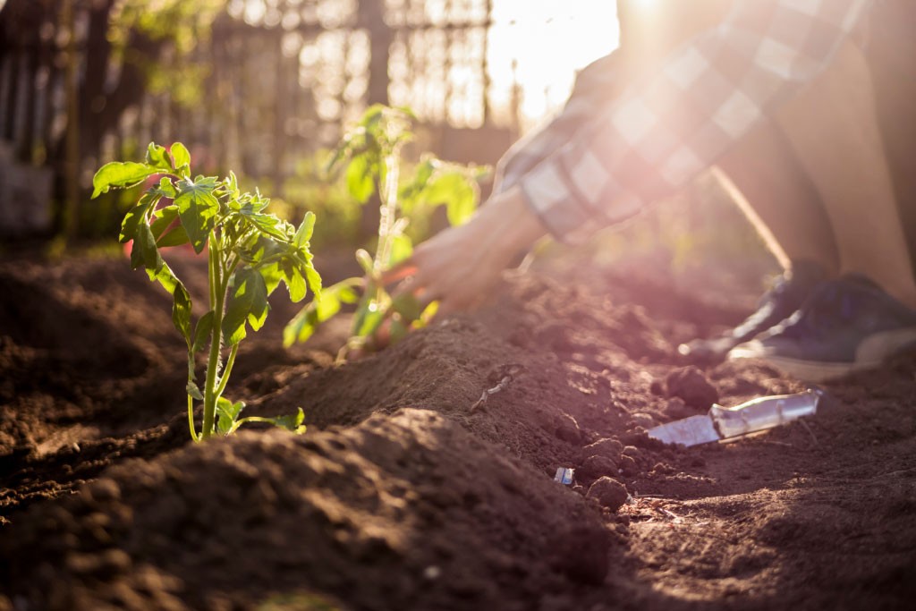 4 Best Garden Thermometers for Greenhouses, Soil & Compost